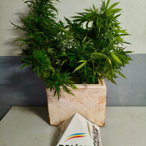 Polícia Militar Prende Homem por Agressão, Ameaças e Cultivo de Maconha no Bairro Jardim Quebec