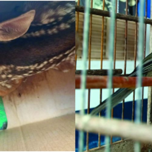 Ação Rápida: Animais Silvestres são Resgatados de Cativeiro em Patos de Minas