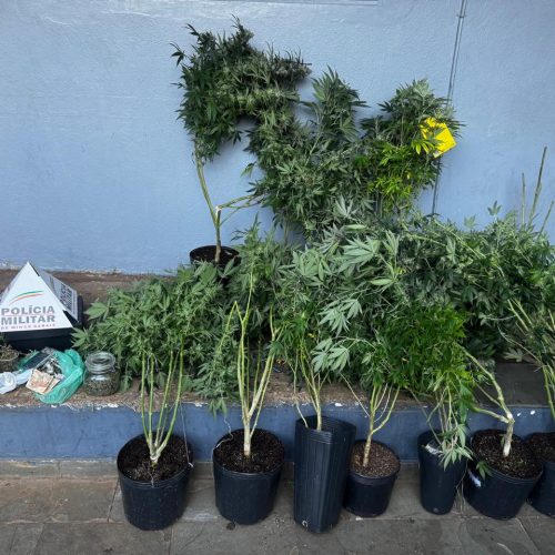 Polícia Militar descobre estufa de maconha em apartamento na área central de Patos de Minas