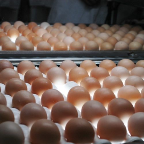 Exportações do agro: março traz novos recordes e aponta oportunidades do cenário externo